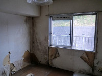 部屋全体にカビが広がりクロスが剥がれている。
